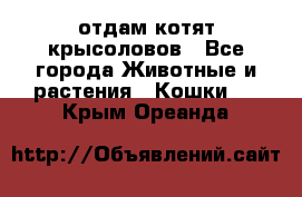 отдам котят крысоловов - Все города Животные и растения » Кошки   . Крым,Ореанда